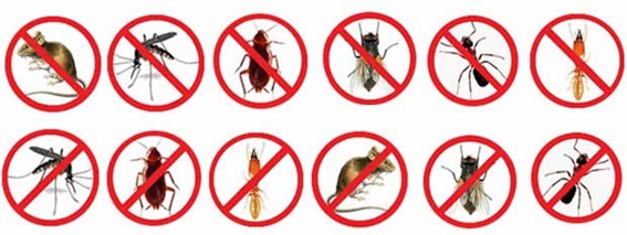 Dedetizadora 24hs em Biritiba Mirim